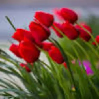 Red Tulip Flower